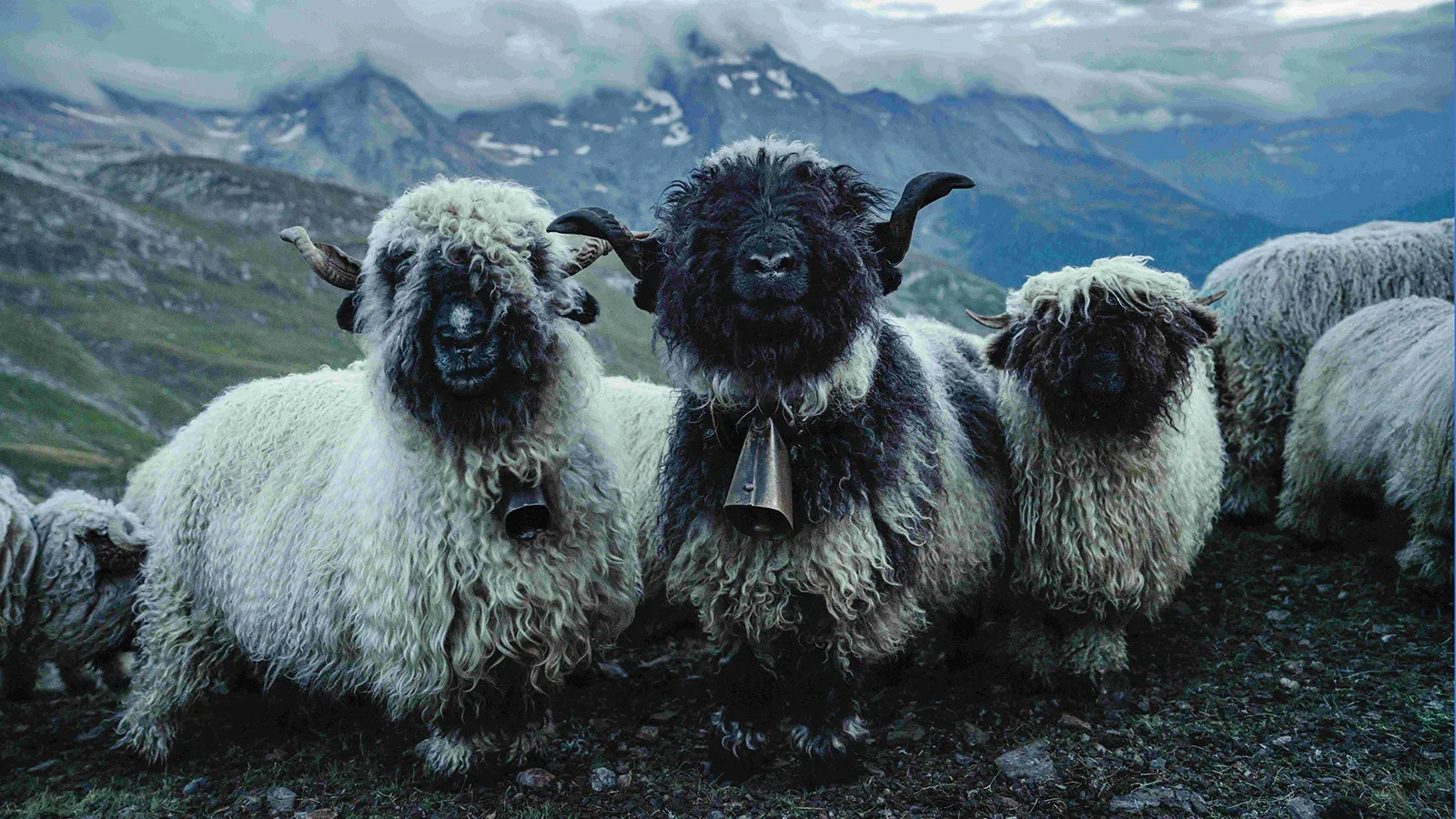 Woopies